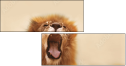 51106719