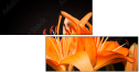 51668124