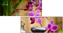 51806398