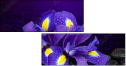 53724504