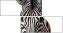 53992144