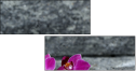 54405316