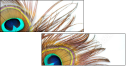 54904462