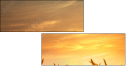 54974402