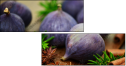 55956609