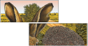 57328279