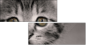 58977217