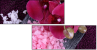 59389806