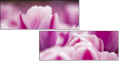 59655482