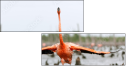 59910019