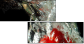 60316396