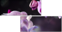 60355585