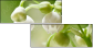 60390048