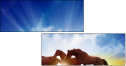 60981945