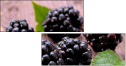 62957499