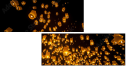 64122199