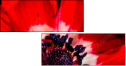 64202605