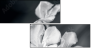 64479255