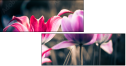 64764645