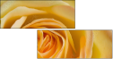 64954045