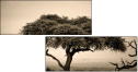 67091095