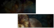 68365150