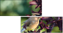 68702565