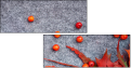 68721150