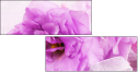 68847912
