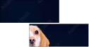 68940427