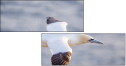 68956186