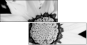 71181016