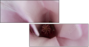 75397074