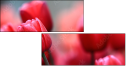 76096373