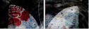 139107091
