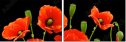 21203923