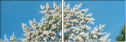 21587802