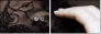 21991281