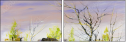 25136666