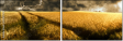 27477176