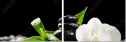 29543339