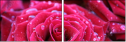 30650072