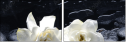 32251345