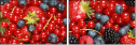 33767405