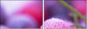 35113931