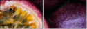 36705995