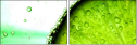 37462259