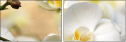 37764632