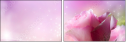 39098232