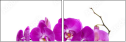 42647763